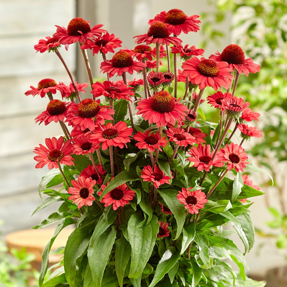 <i>Echinacea</i> <b class=small-caps>SunSeekers Red</B> ('Apecssired') (SunSeekers Series)