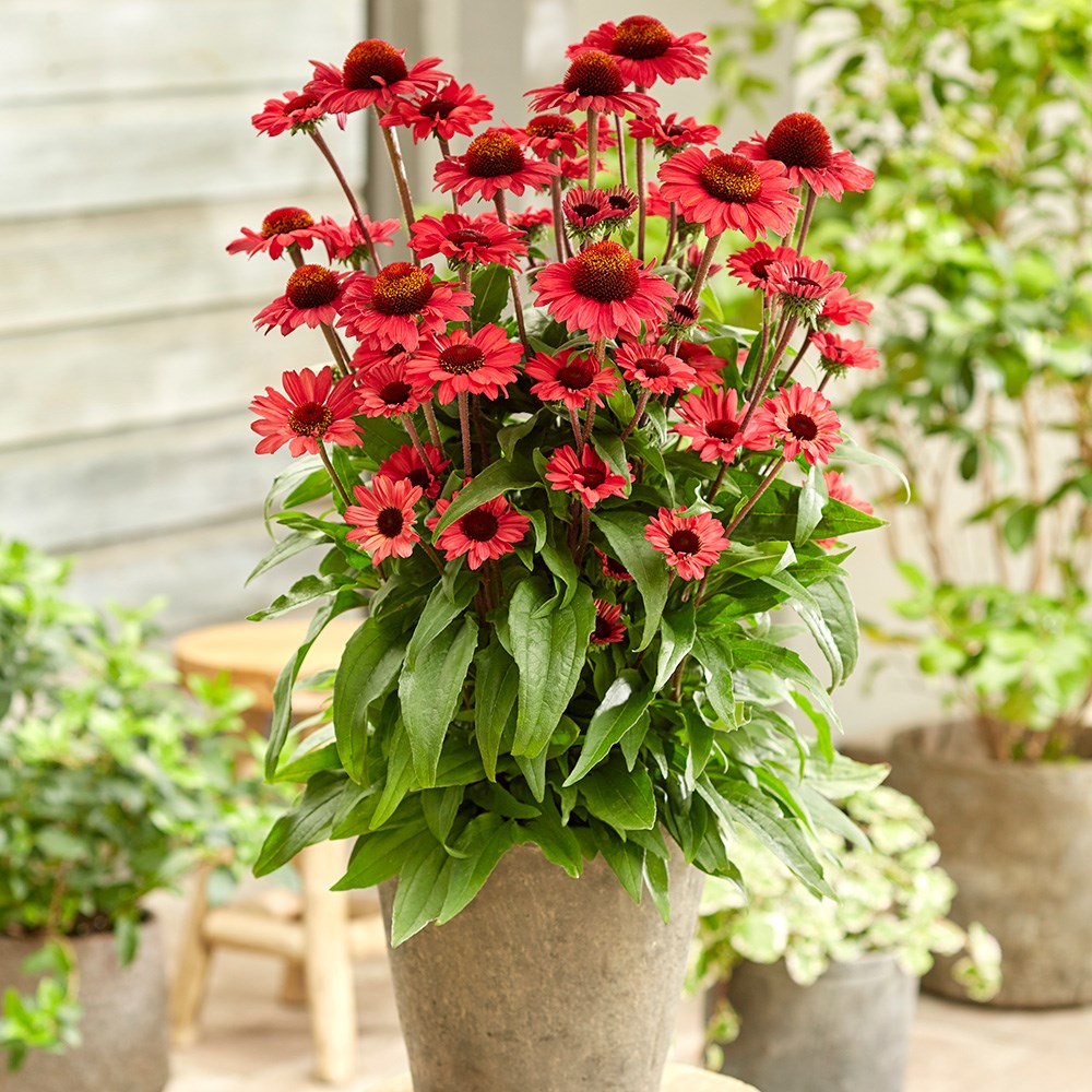 <i>Echinacea</i> <b class=small-caps>SunSeekers Red</B> ('Apecssired') (SunSeekers Series)