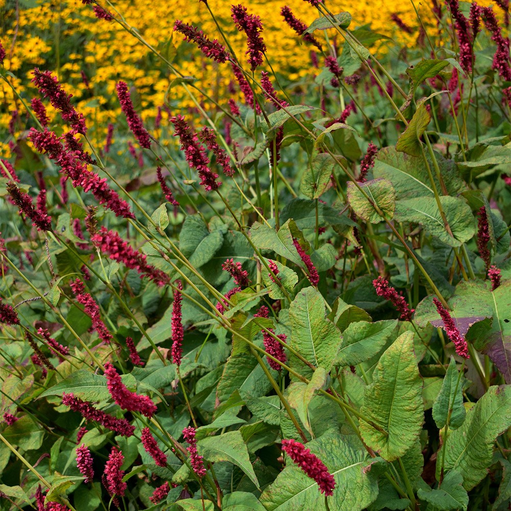 <i>Bistorta amplexicaulis</i> 'Fat Domino' (PBR)
