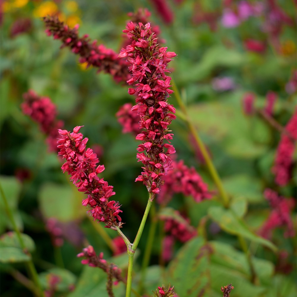 <i>Bistorta amplexicaulis</i> 'Fat Domino' (PBR)