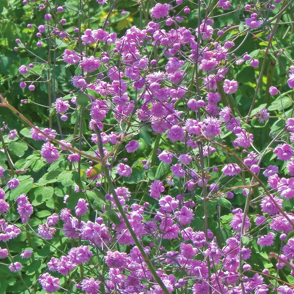 <i>Thalictrum delavayi</i> 'Hewitt's Double'