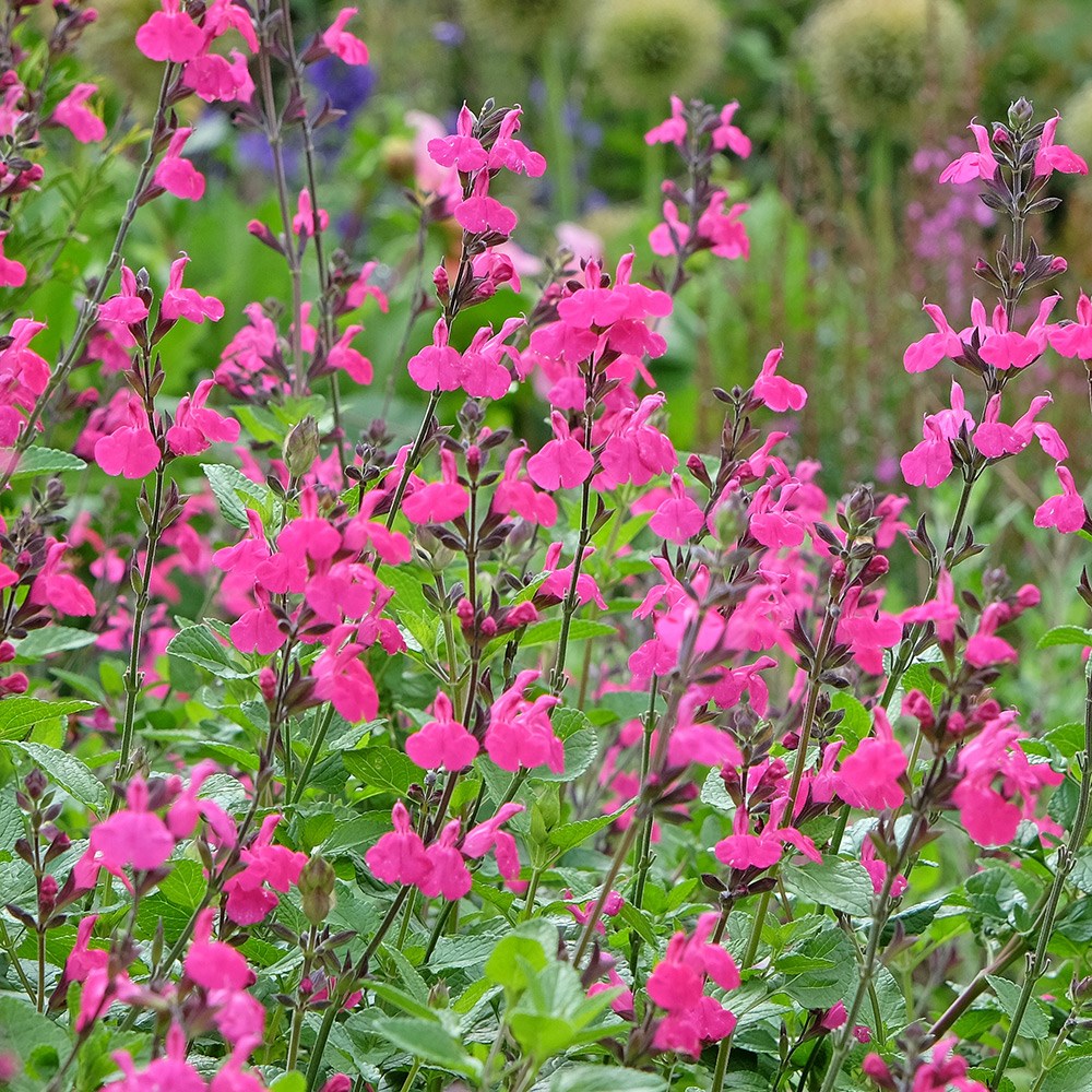 <i>Salvia microphylla</i> 'Cerro Potosi'