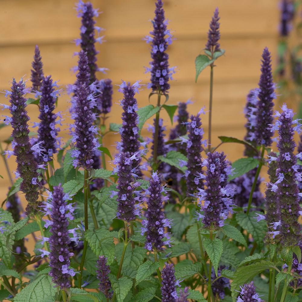 <i>Agastache rugosa</i> 'Little Adder'