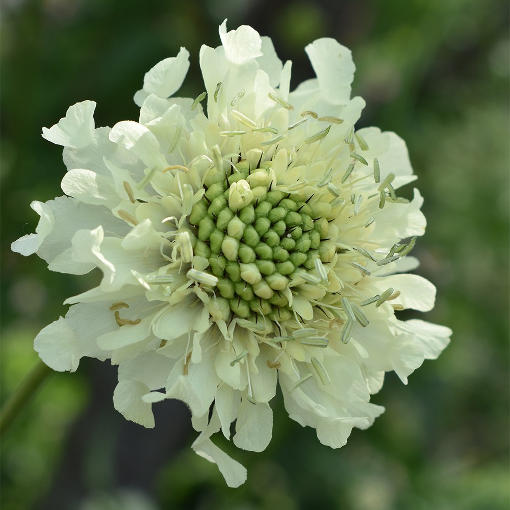 <i>Cephalaria gigantea</i> 