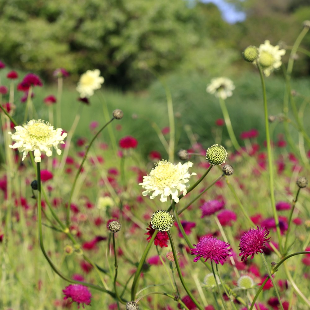 <i>Cephalaria gigantea</i> 