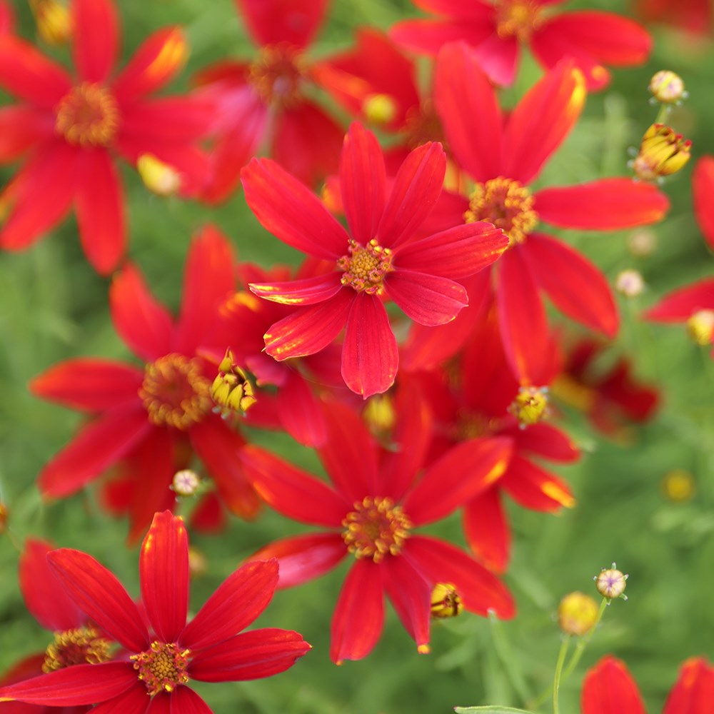 <i>Coreopsis</i> 'Ladybird'