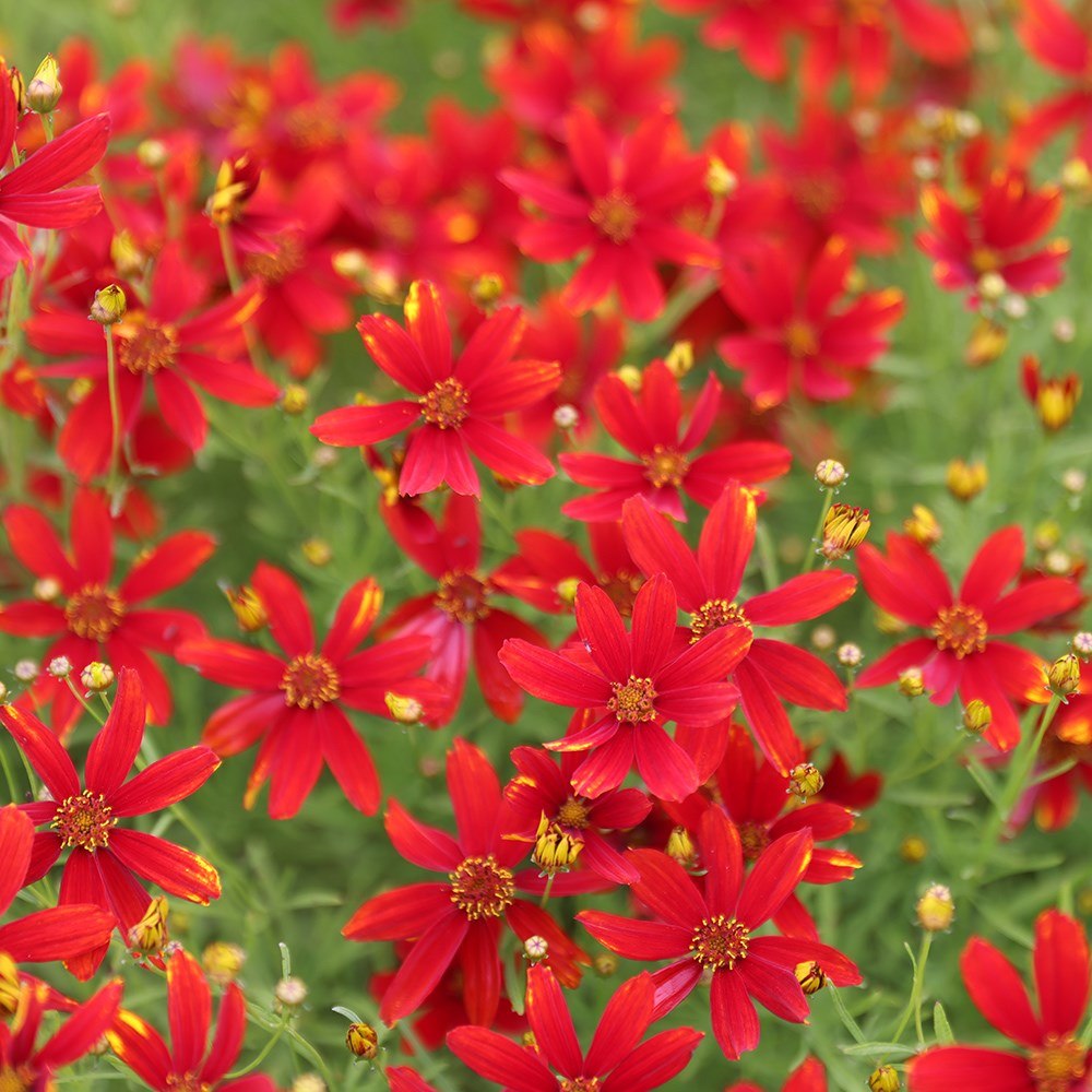 <i>Coreopsis</i> 'Ladybird'