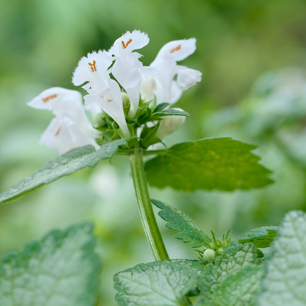 <i>Lamium maculatum</i> 'White Nancy'