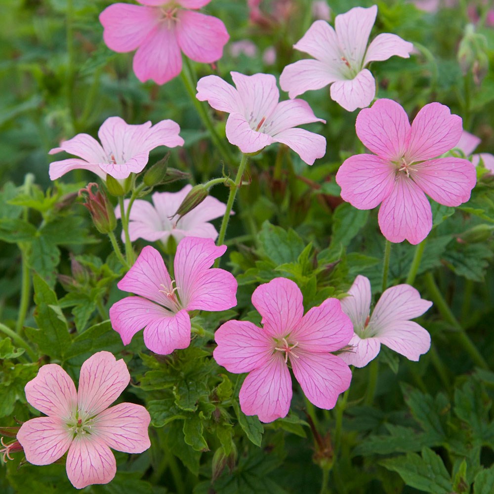 <i>Geranium × oxonianum</i> 'Rose Clair'