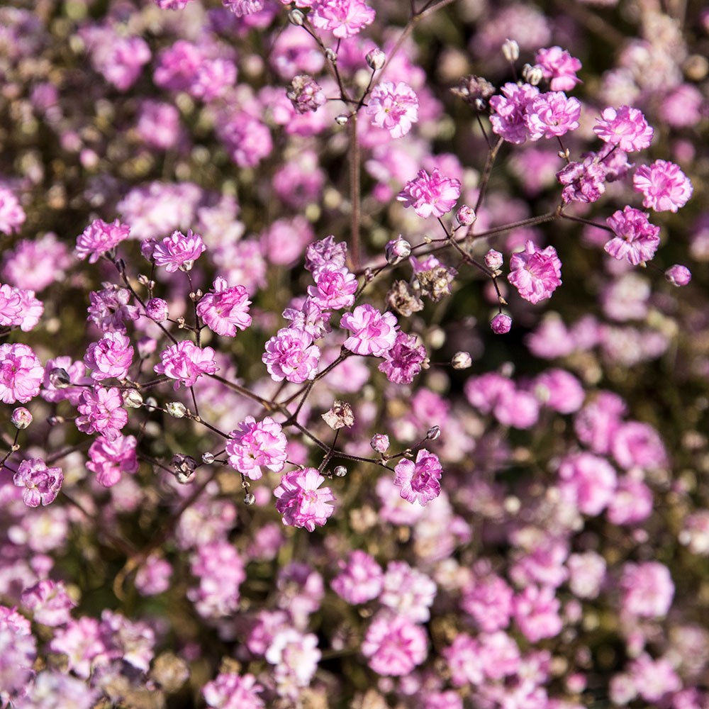 <i>Gypsophila paniculata</i> 'Flamingo'