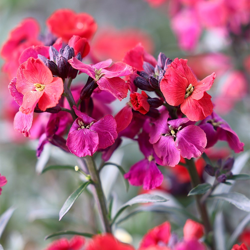<i>Erysimum</i> 'Red Jep'