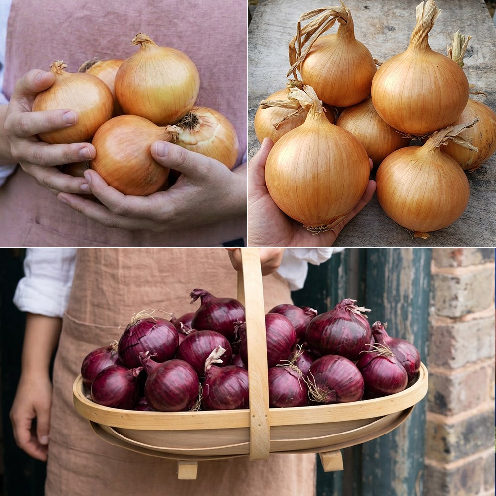 Award-winning onion collection