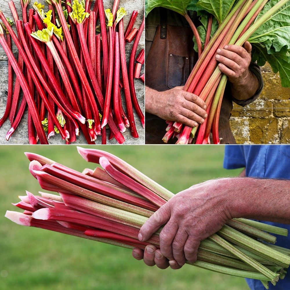 Award-winning rhubarb collection