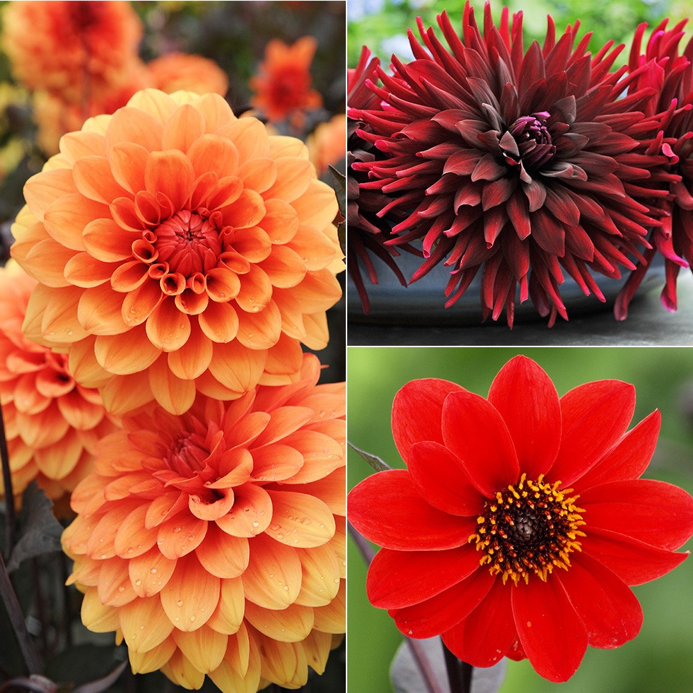 Award-winning border favourite dahlia collection