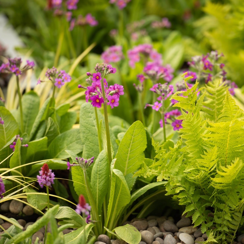 <i>Primula beesiana</i> 