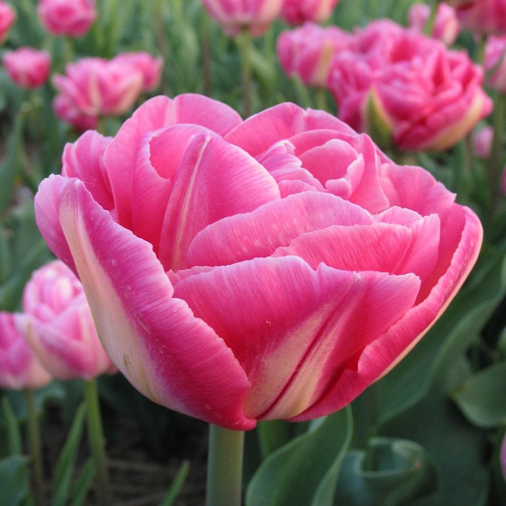 <i>Tulipa</i> 'Vogue'