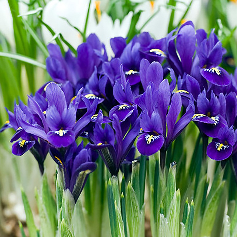 <i>Iris</i> 'Pixie' (Reticulata)