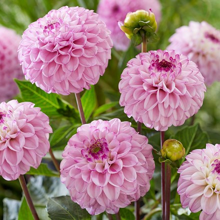 Dahlia Genova