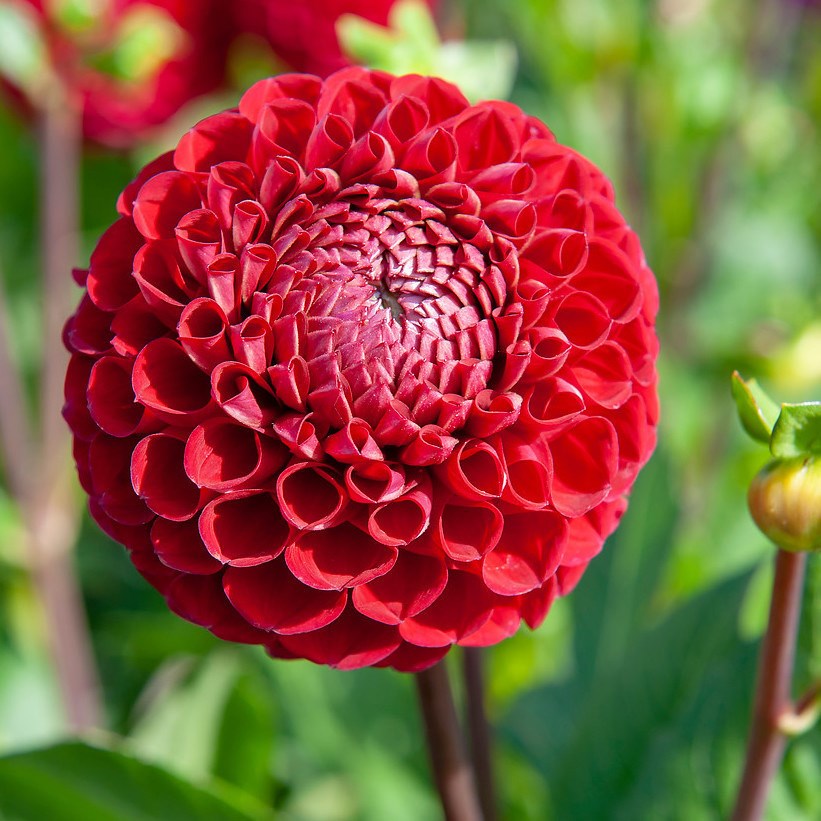 <i>Dahlia</i> 'Cornel'