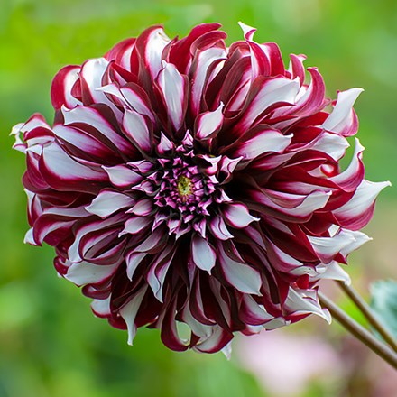 Dahlia Tartan