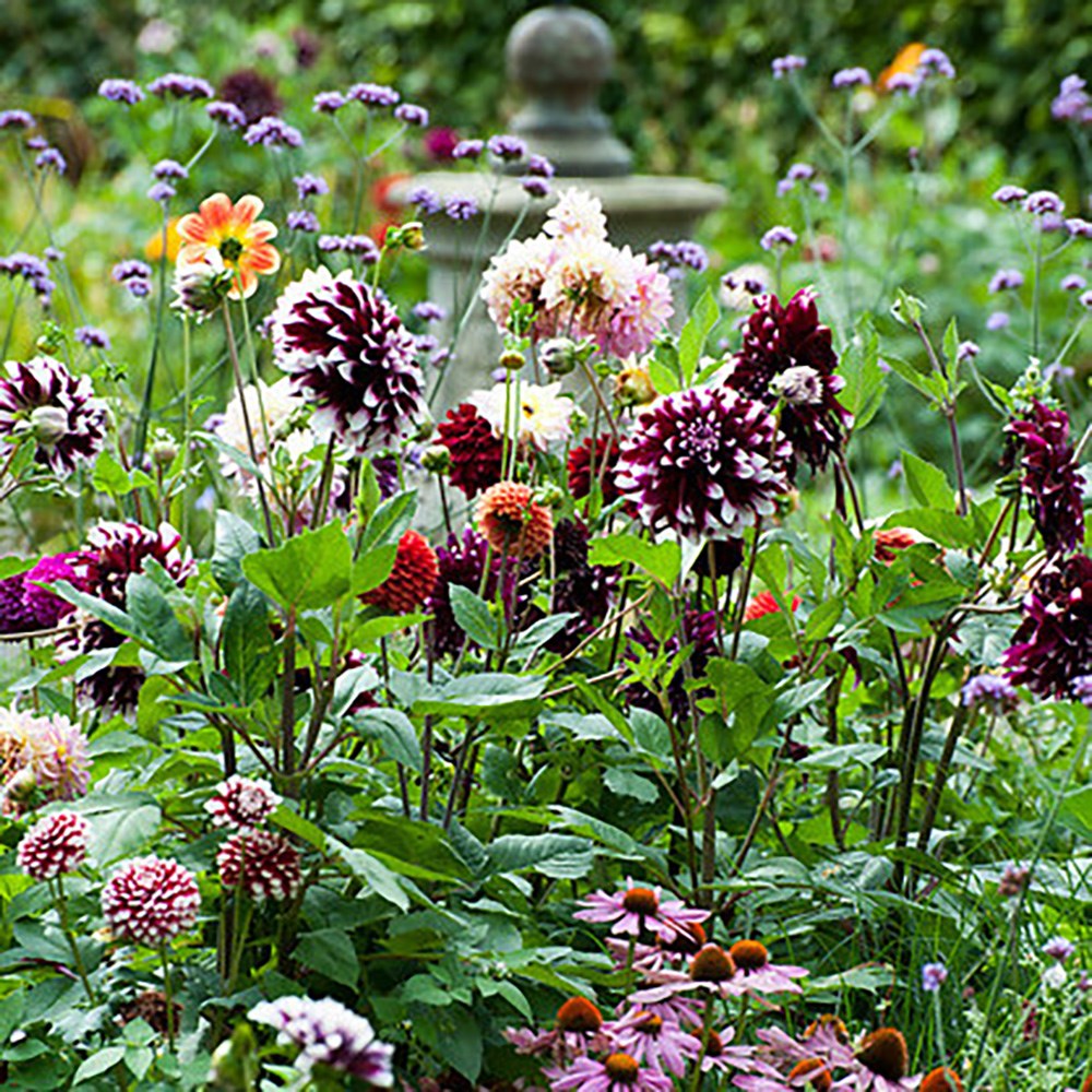 <i>Dahlia</i> 'Tartan'