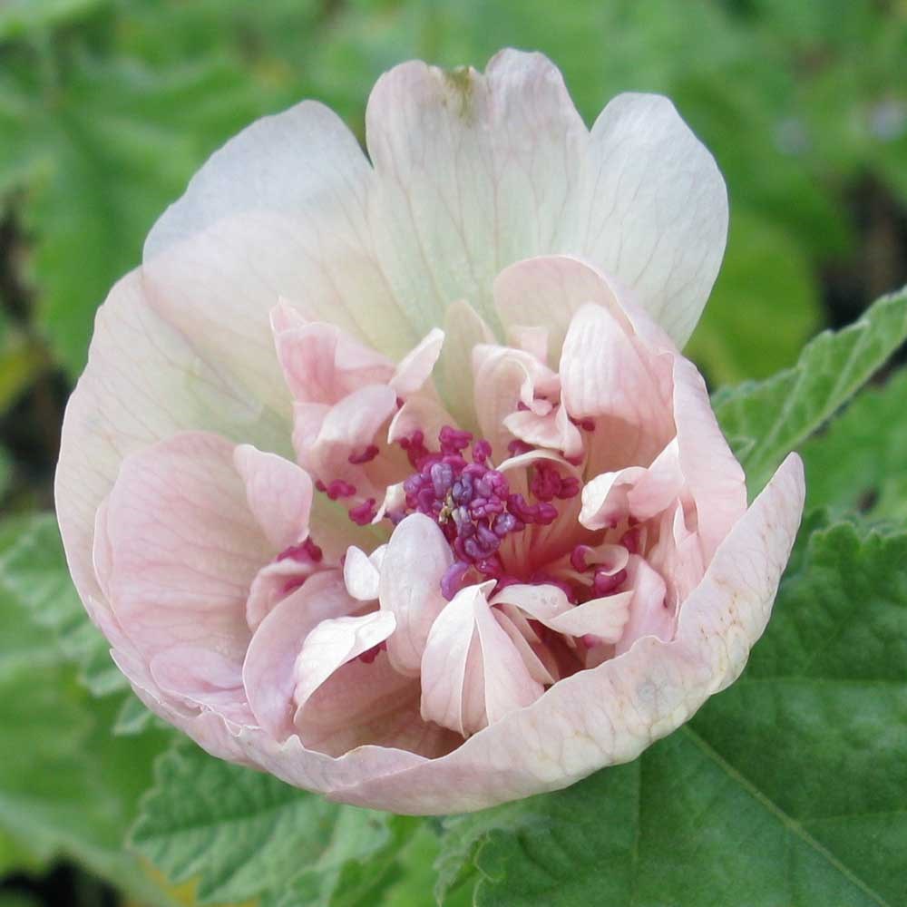 × <i>Alcalthaea suffrutescens</i> 'Parkallee'