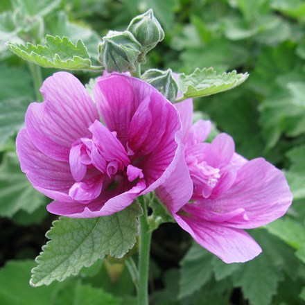 Alcalthaea suffrutescens Parkrondell