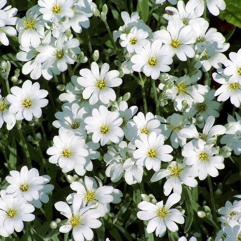 <i>Cerastium tomentosum</i> 
