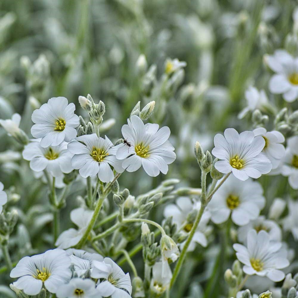 <i>Cerastium tomentosum</i> 
