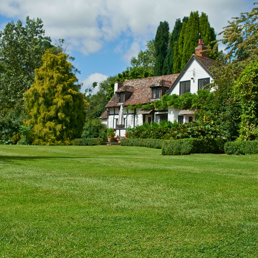 Johnsons any time lawn seed