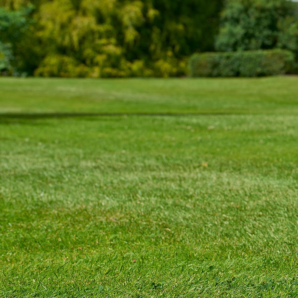 Johnsons quick fix lawn seed