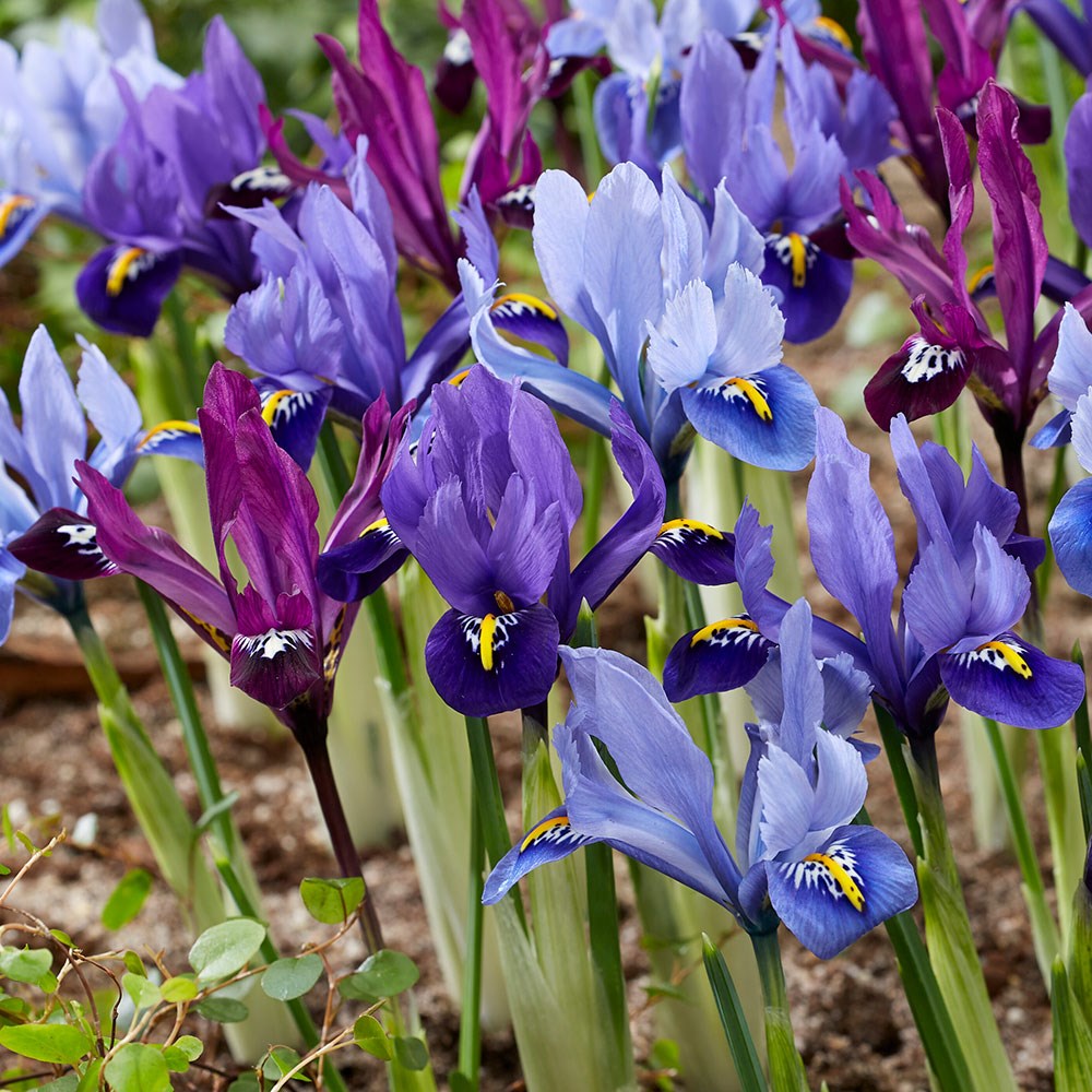 Dwarf Iris collection