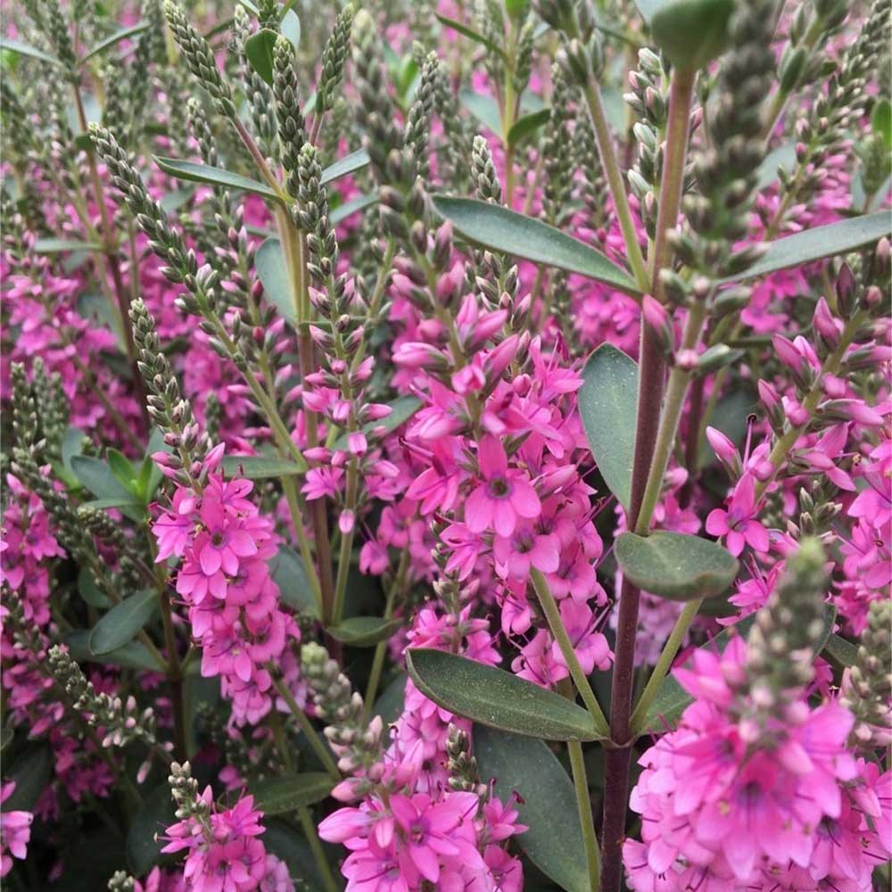 <i>Veronica</i> 'Pink Pixie'