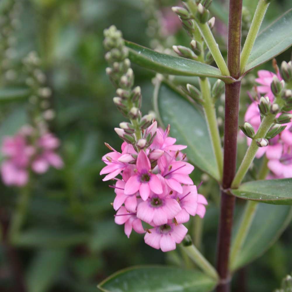 <i>Veronica</i> 'Pink Pixie'
