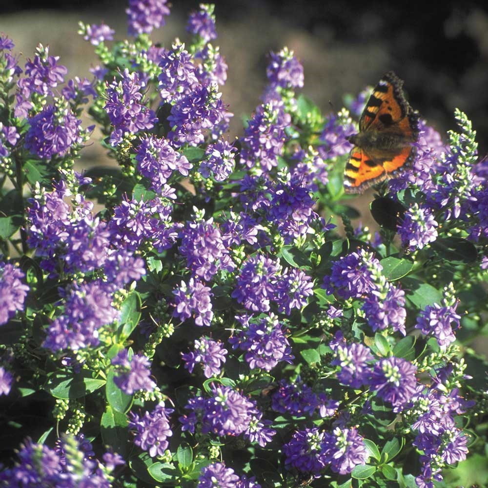 <i>Veronica</i> 'Mohawk'