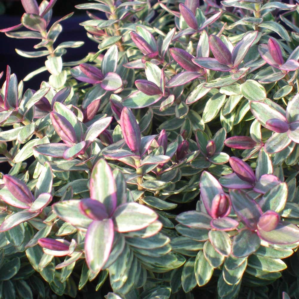 <i>Veronica</i> 'Silver Dollar'