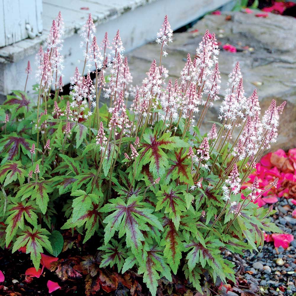 <i>Tiarella</i> 'Sugar and Spice' (PBR)