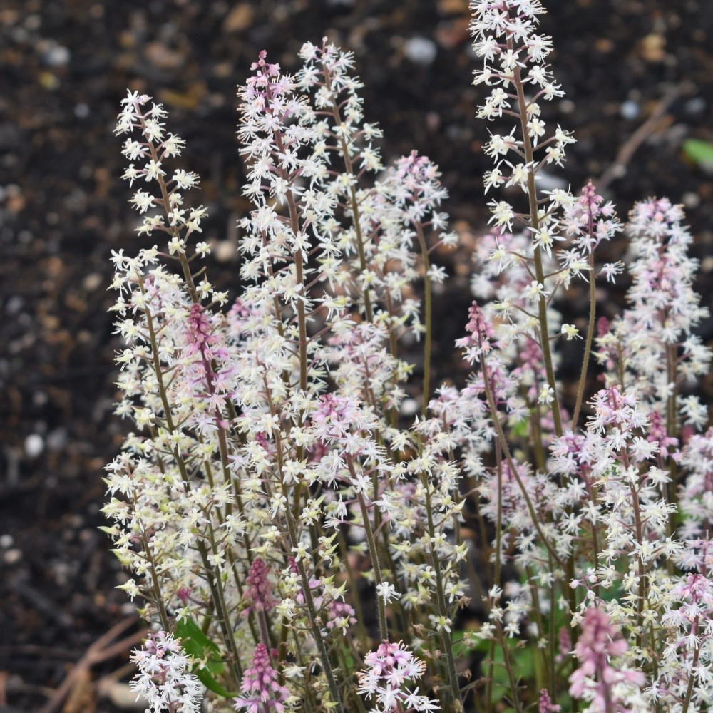 <i>Tiarella</i> 'Sugar and Spice' (PBR)
