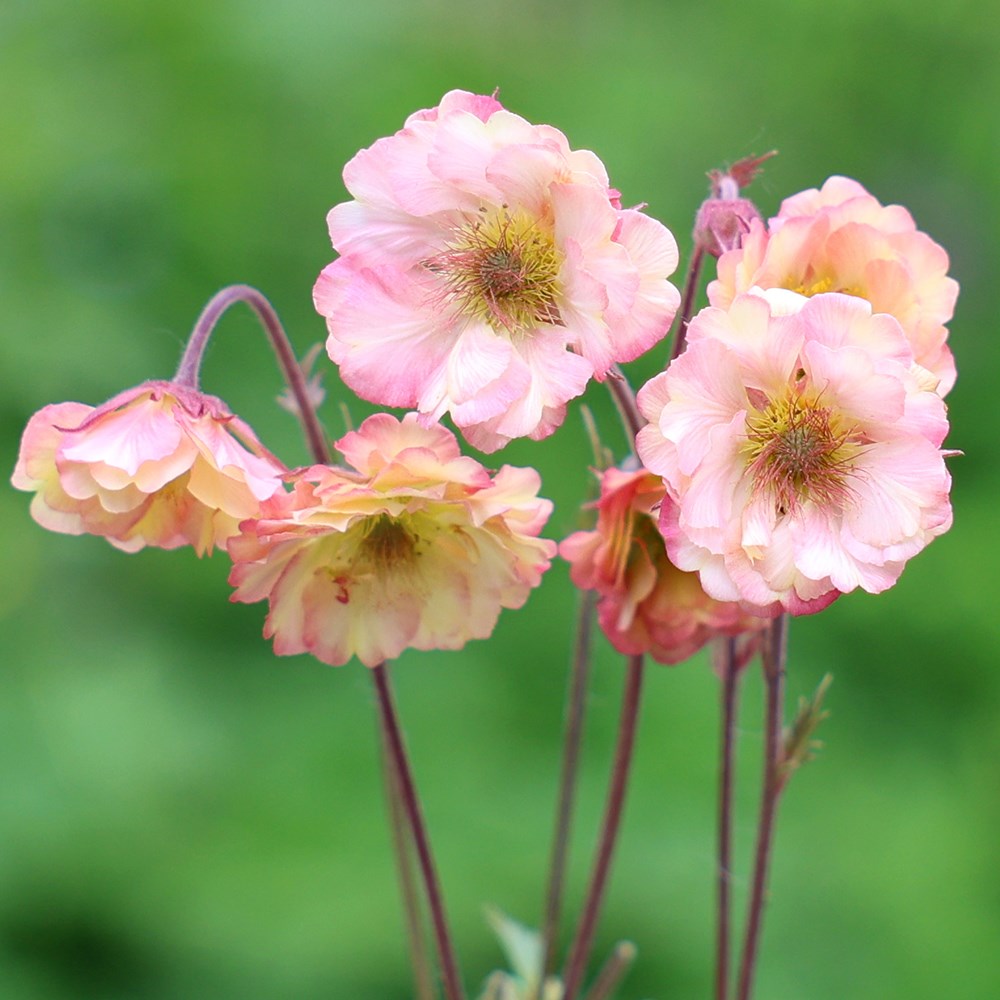 <i>Geum</i> <b class=small-caps>Pretticoats Peach</b> ('Tngeupp') (Pretticoats Series) (PBR)