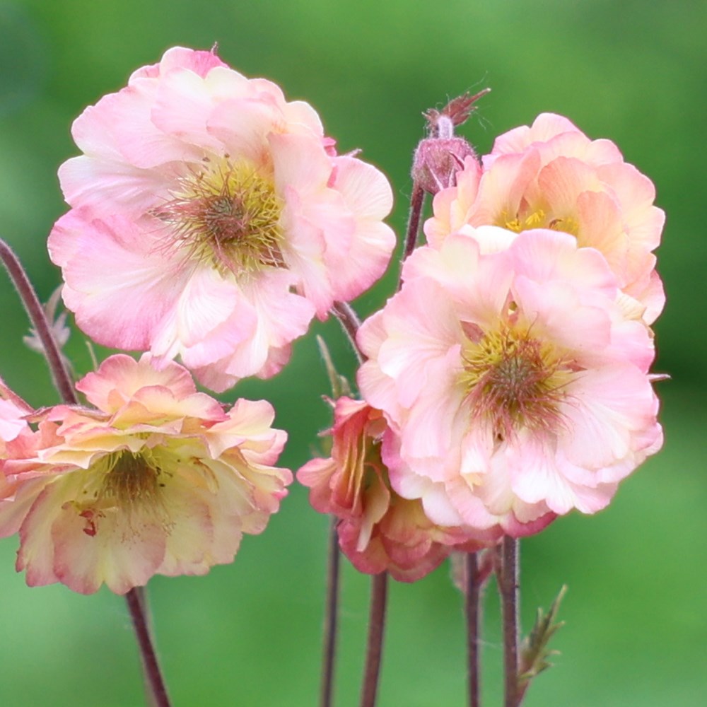 <i>Geum</i> <b class=small-caps>Pretticoats Peach</b> ('Tngeupp') (Pretticoats Series) (PBR)