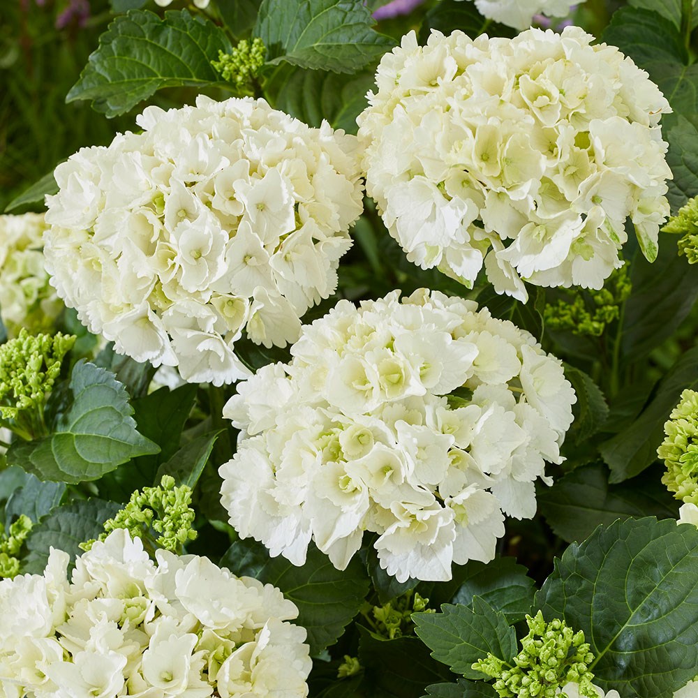 <i>Hydrangea macrophylla</i> 'White'