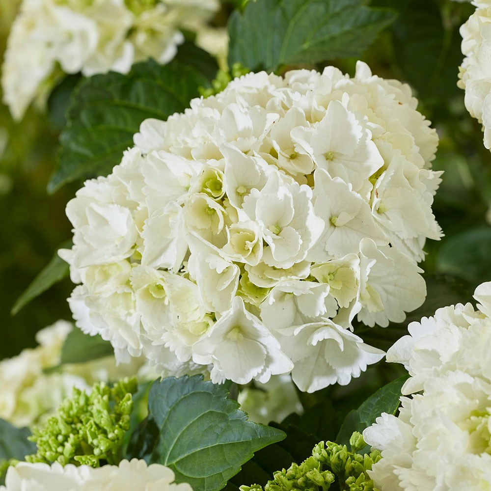 <i>Hydrangea macrophylla</i> 'White'