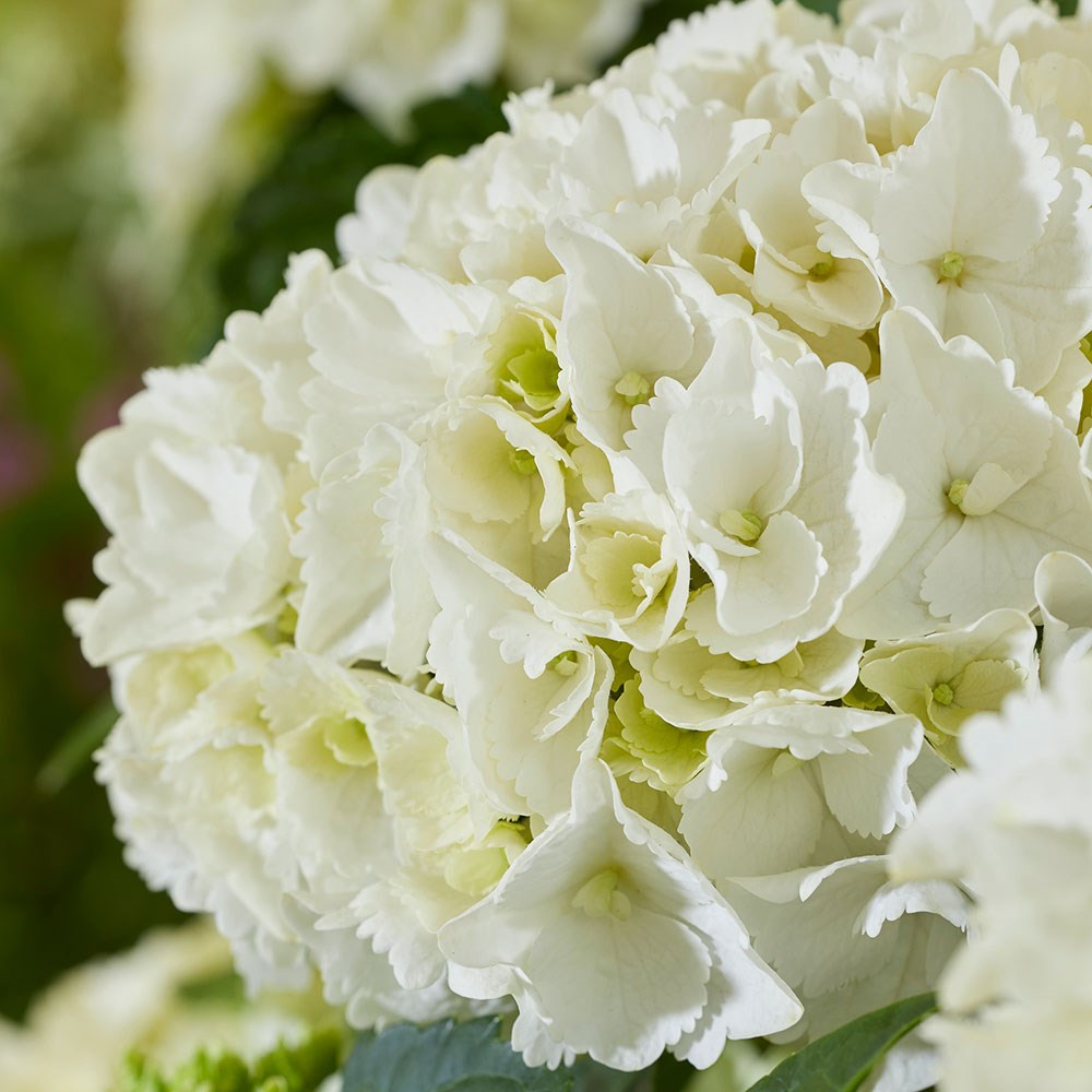 <i>Hydrangea macrophylla</i> 'White'
