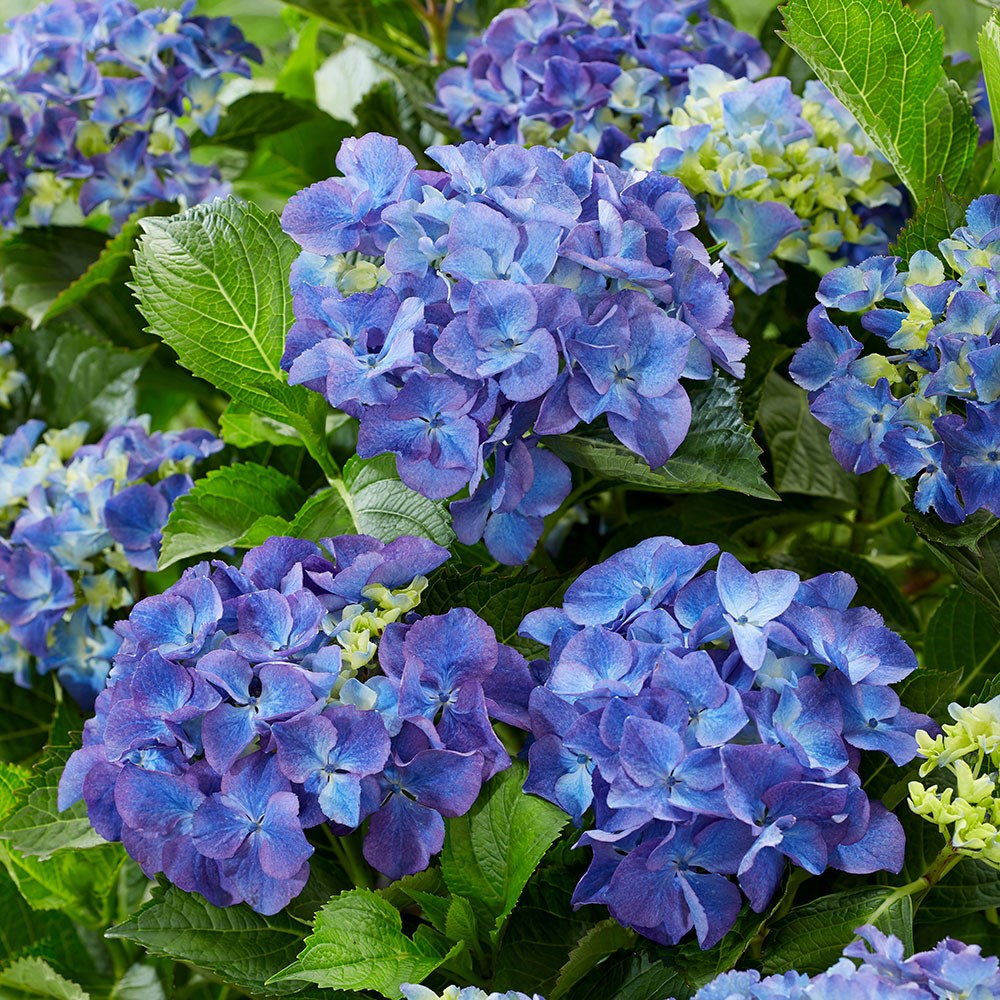 <i>Hydrangea macrophylla</i> 'Blue'