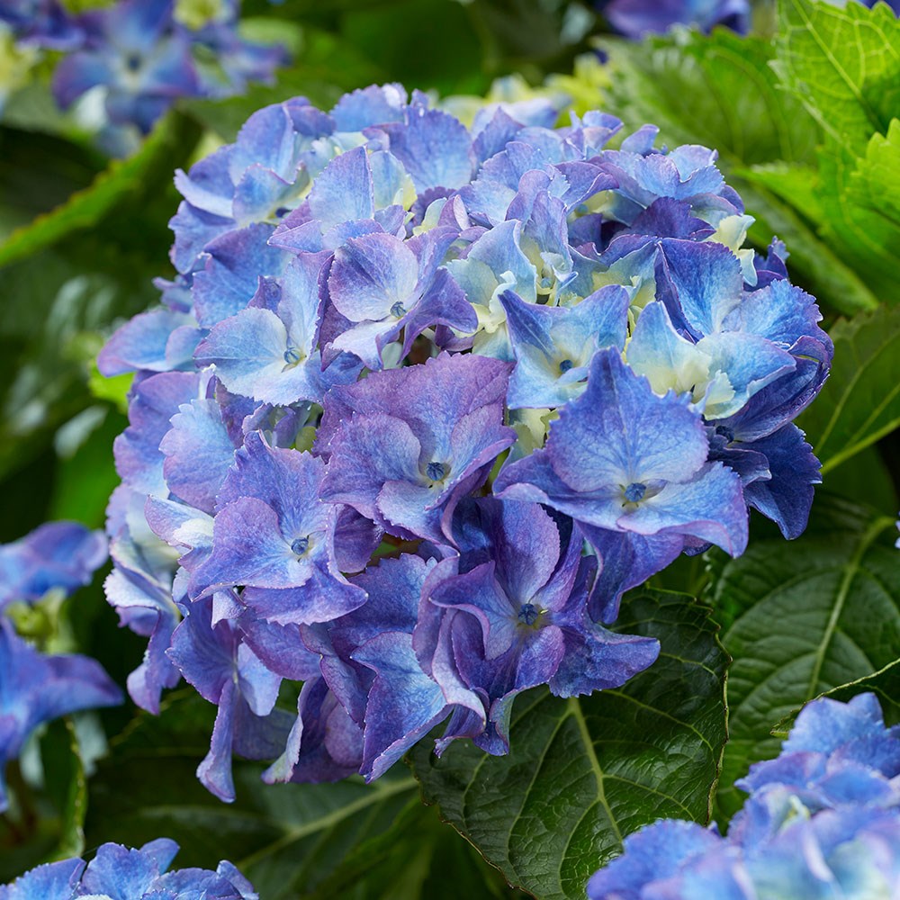 <i>Hydrangea macrophylla</i> 'Blue'