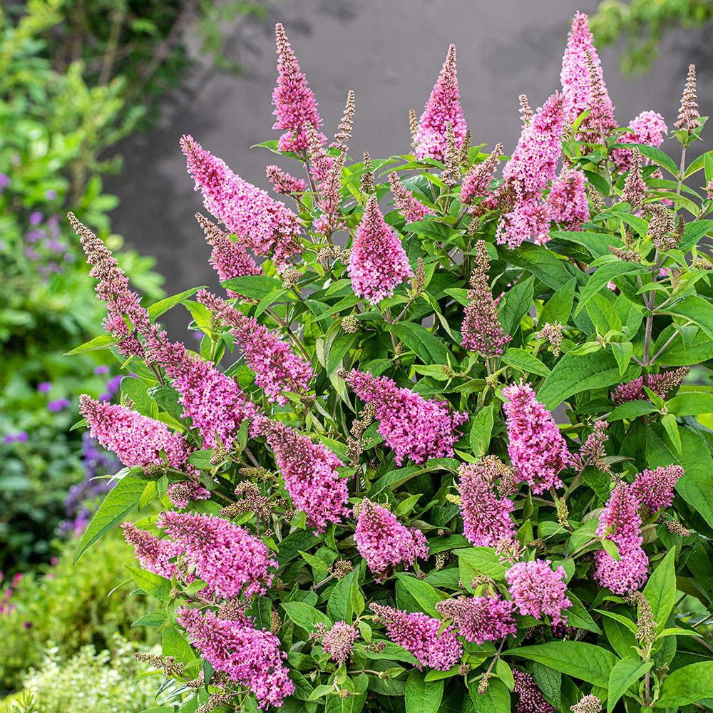 <i>Buddleja</i> <b class=small-caps>Little Pink </b> (’BotEx 005’) (PBR) (Butterfly Candy Series)