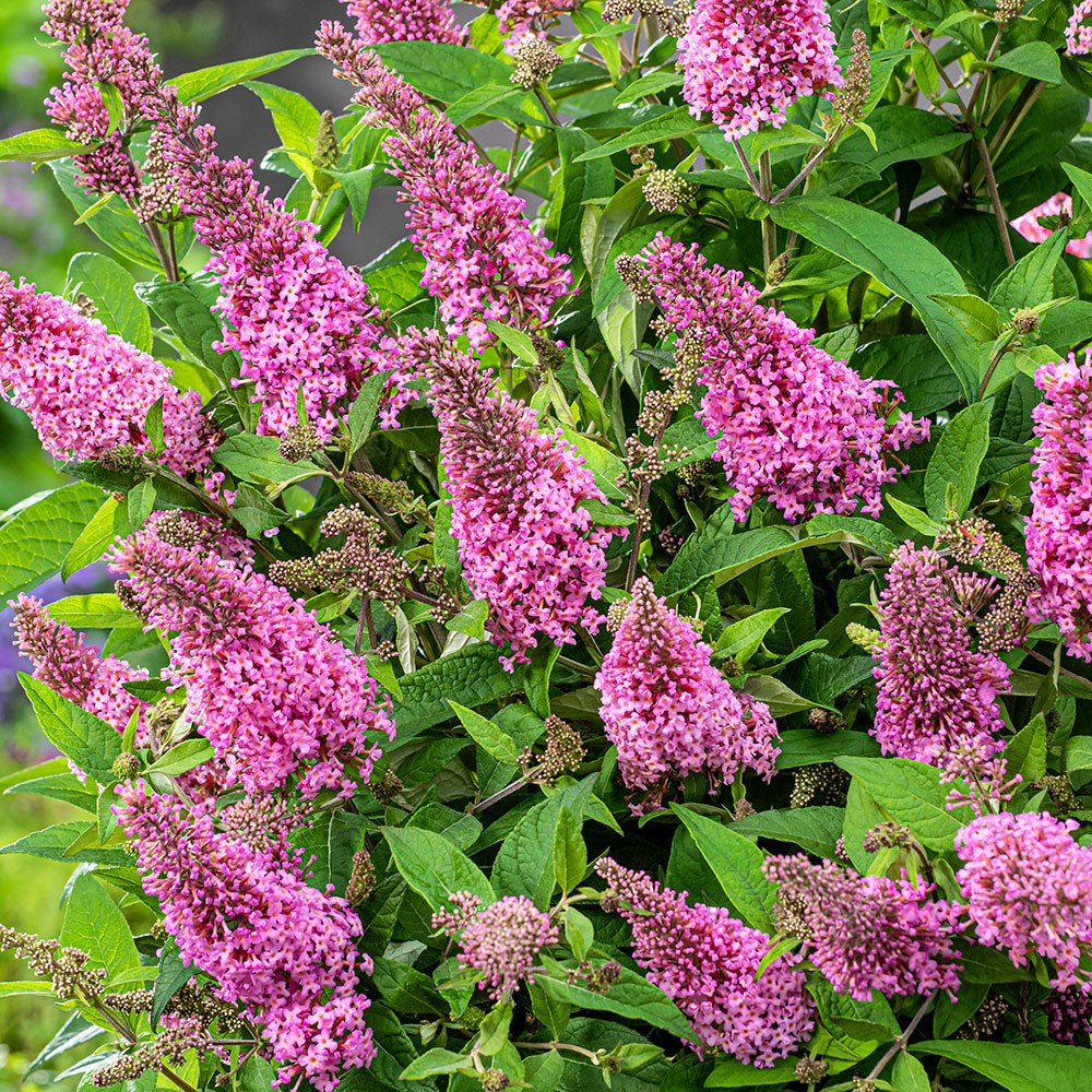 <i>Buddleja</i> <b class=small-caps>Little Pink </b> (’BotEx 005’) (PBR) (Butterfly Candy Series)