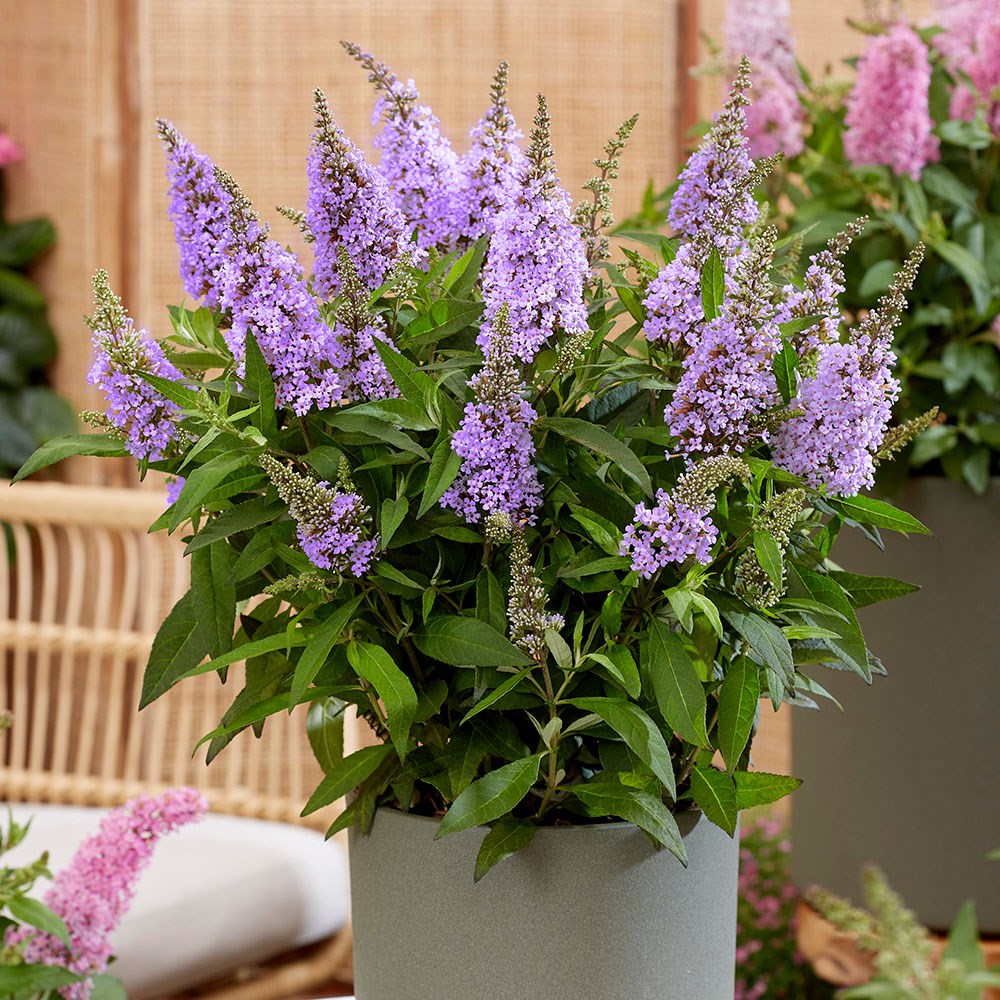 <i>Buddleja</i> <b class=small-caps>Little Lila </b> (’BotEx 004’) (PBR) (Butterfly Candy Series)