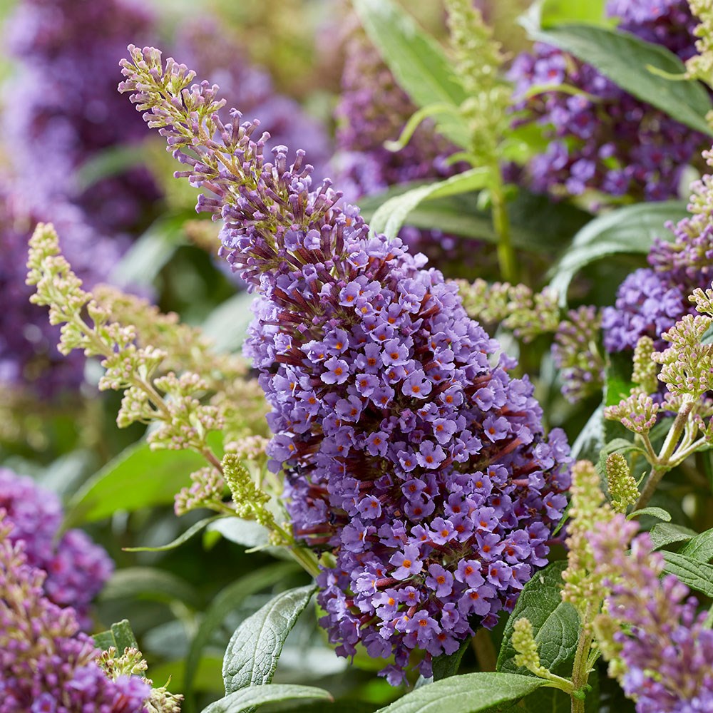 <i>Buddleja</i> <b class=small-caps>Little Lila </b> (’BotEx 004’) (PBR) (Butterfly Candy Series)