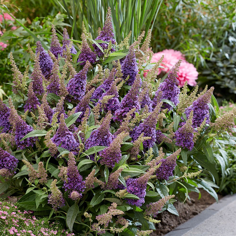 <i>Buddleja</i> <b class=small-caps>Little Lila </b> (’BotEx 004’) (PBR) (Butterfly Candy Series)